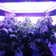 Tomatoes grow in an LED-lighted box, similar to what astronauts use to grow lettuce on the International Space Station, at at Fairchild Tropical Botanic Garden in Miami